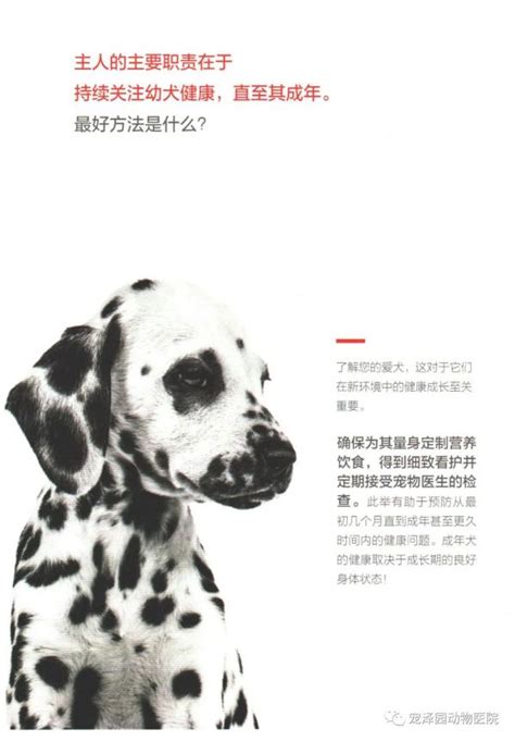 中国宠物文化节西安站|高起点！高规格！高品位！打造中国宠物自己的节日！ - 中国宠物文化节