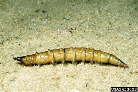 Horse Fly Larvae