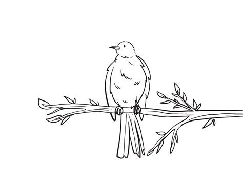Bird On Branch Outline