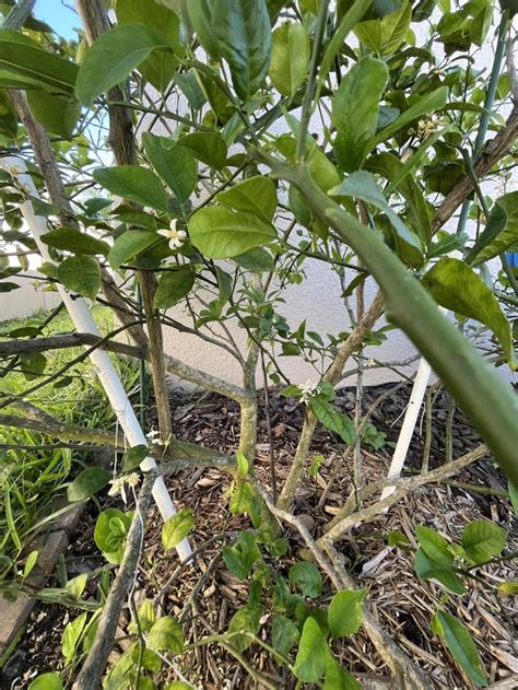 Image result for Lemon Tree Pruning