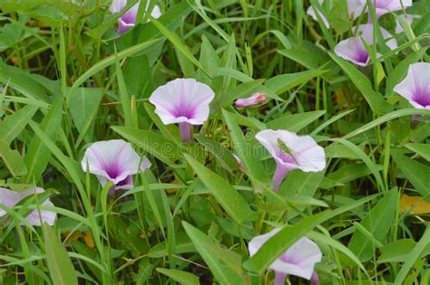 High Angle View White Purple Flower Blossoms among the Leaves Kangkung ...