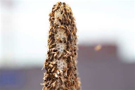 Hemp prolongs the Life of Honey Bees, according to a New Study