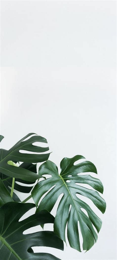 Plant Aesthetic Phone Wallpapers - Top Free Plant Aesthetic Phone ...