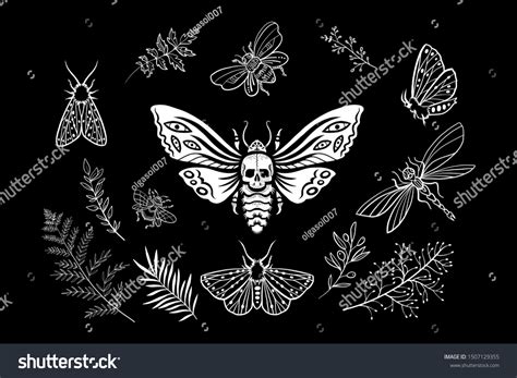 2,869 Skull Moths Images, Stock Photos & Vectors | Shutterstock