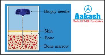 Platelets: Thrombopoeisis, Shape and Size, Mechanism of Blood Clotting ...