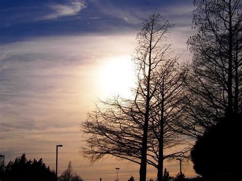 Image result for Dramatic Tree Images