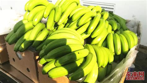 菲律宾水果进口解禁 厦门自贸区迎首批菲律宾香蕉 -本网原创 - 东南网
