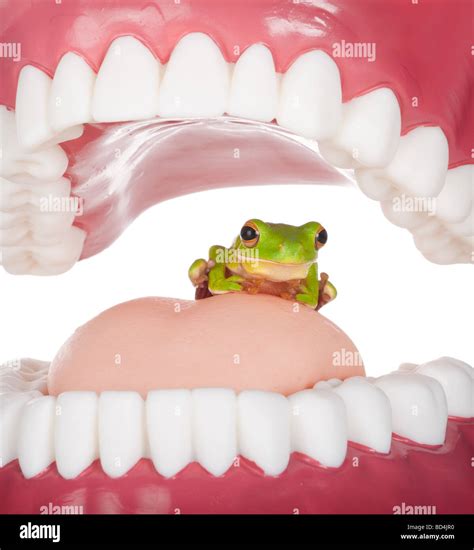 Funny Frogs With Teeth