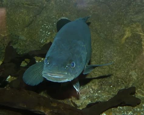 Image result for Murray Cod Cooking