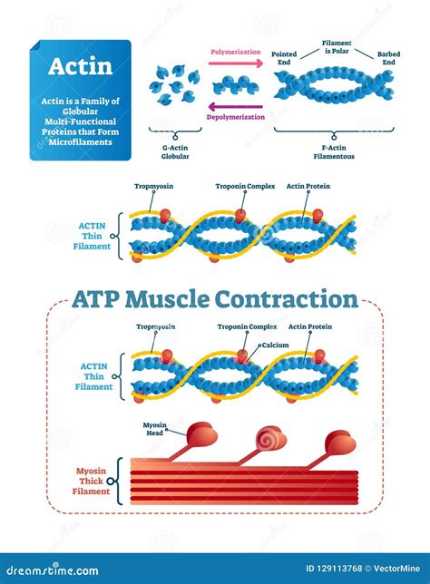 Protein Complex Structure 的图像结果