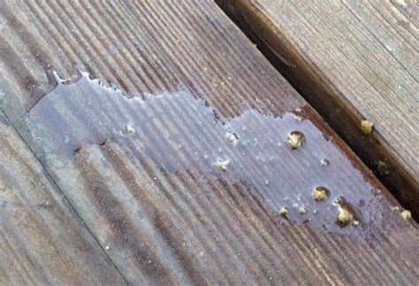 Image result for Normal Chicken Poop