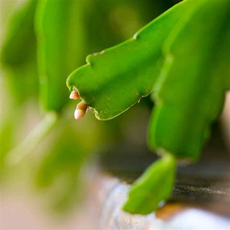 10 Common Christmas Cactus Problems (+ Fixes) - Green Garden Cottage