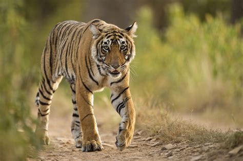 National Animal Of India Infobharticom Top 10 Wildlife Sanctuaries And