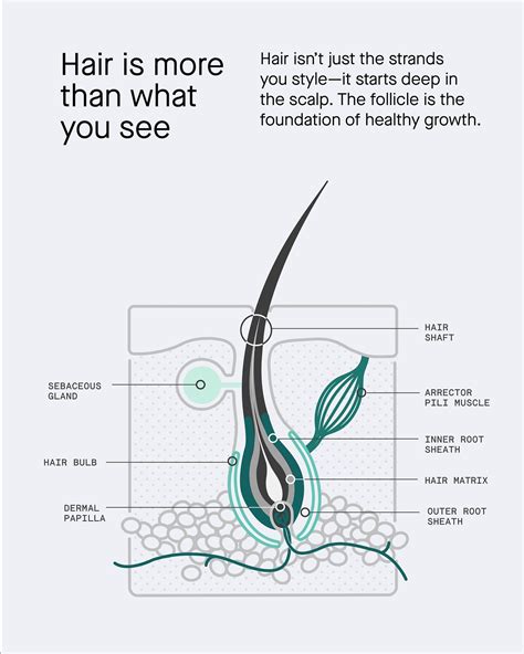 Ever wonder what’s actually happening beneath your scalp? 🧠🤔 Like your ...