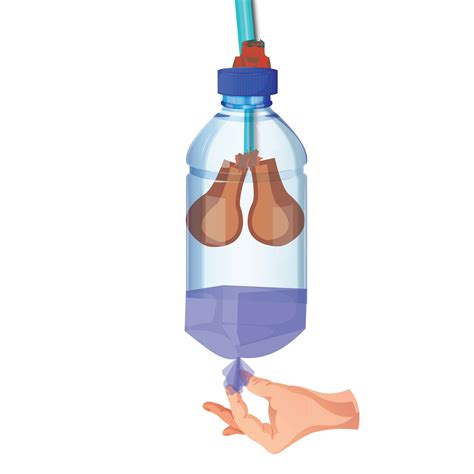 Respiratory System Model With Balloons