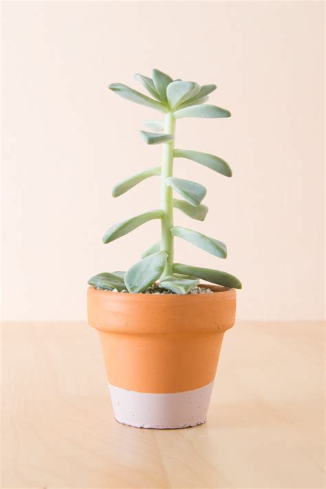 Why Is My Succulent Growing So Tall at Edward Acosta blog