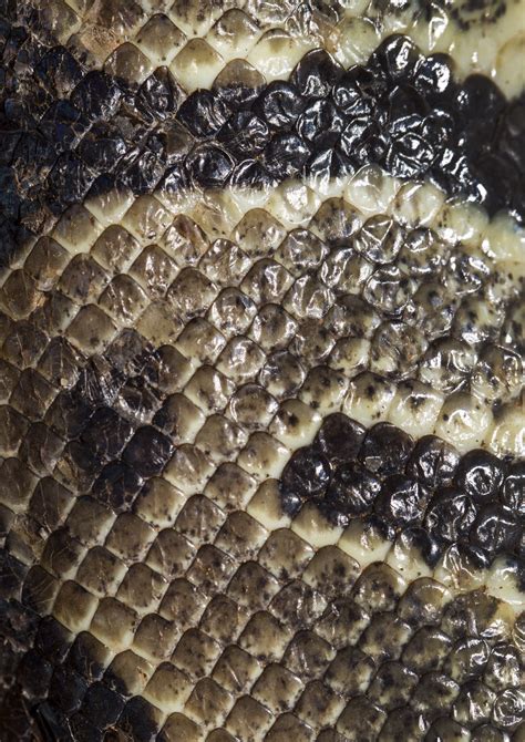 Image result for Royal Python Setup