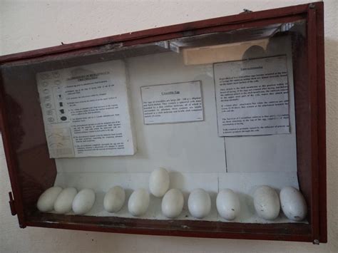 Ethnography Field Visits – Dr.M.Senapathy