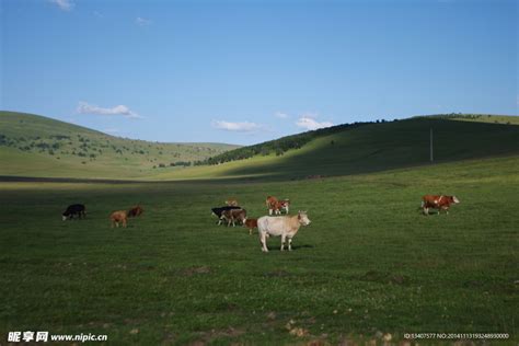 草原牛 的图像结果