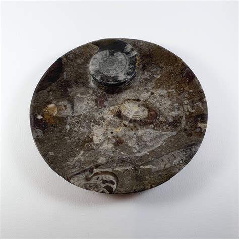 Image result for Round Shell Fossil