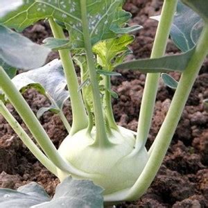 KANAYA Knol Khol Vegetable Fresh Hybrid Seed Price in India - Buy ...