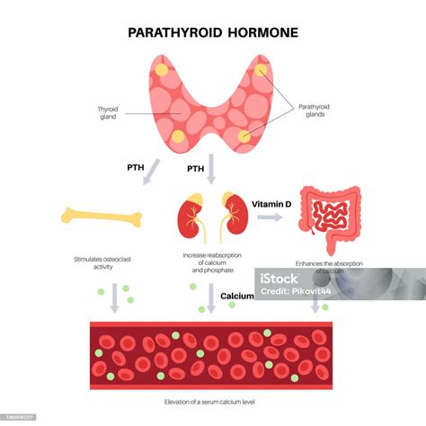 Parathyroid Gland Anatomy Stock Illustration - Download Image Now - Parathyroid Gland, Hormone ...