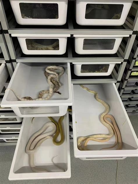 Image result for PVC Snake Enclosure
