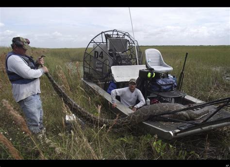 Image result for Reticulated Python Florida