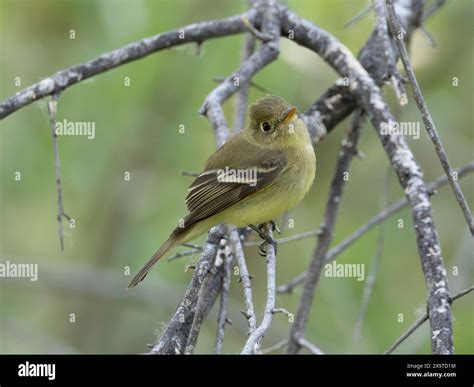 Western or Pacific Slope Flycatcher Stock Photo - Alamy