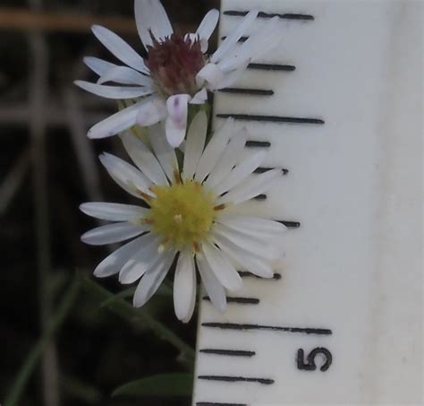 Maryland Biodiversity - View Thumbnails - White Panicle Aster ...