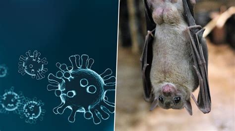 Virus Bat-File Windows 的图像结果