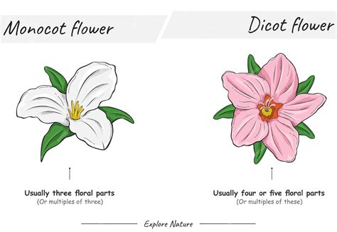Premium Vector | Monocot flower and dicot flower