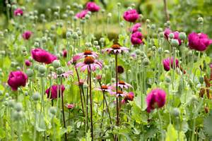 How Planting Wildflower Seeds Can Rewild Your Yard
