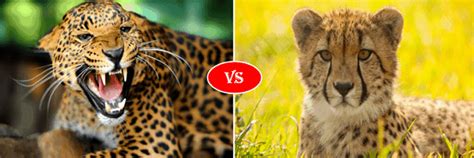 Jaguar vs Cheetah fight comparison- who will win?