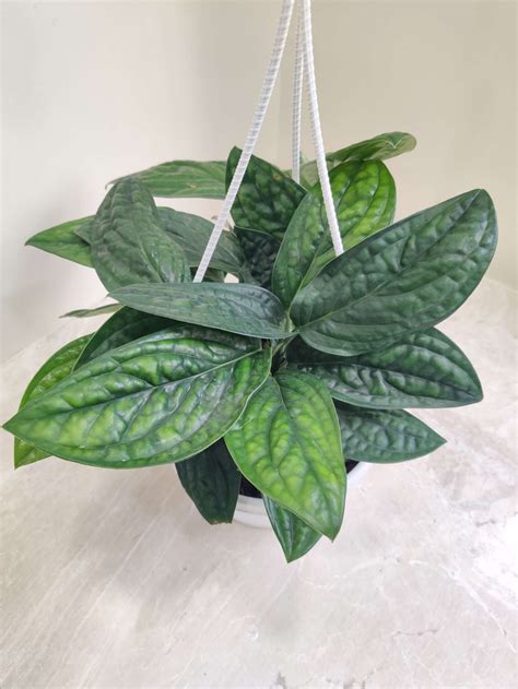 Monstera Plants – ChhajedGarden.com