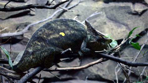 Chameleons Camouflage