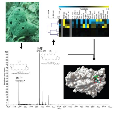 Identification of a 3-Alkylpyridinium Compound from the Red Sea Sponge ...