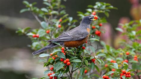 Bird-Friendly Fruits and the Birds that Eat Them