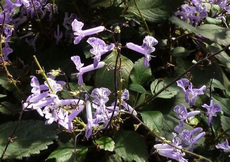 一种叶子有些厚开紫色小花的植物叫什么？_百度知道
