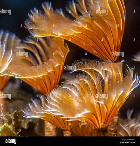 Sabellidae,feather duster worms are a family of sedentary marine ...