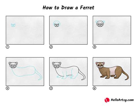 How to Draw a Ferret - HelloArtsy