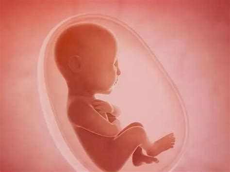 1到40周胎儿发育图，准妈须把握3个营养关键期-搜狐母婴