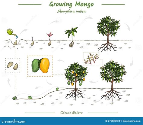 Lifespan Of Mango Tree