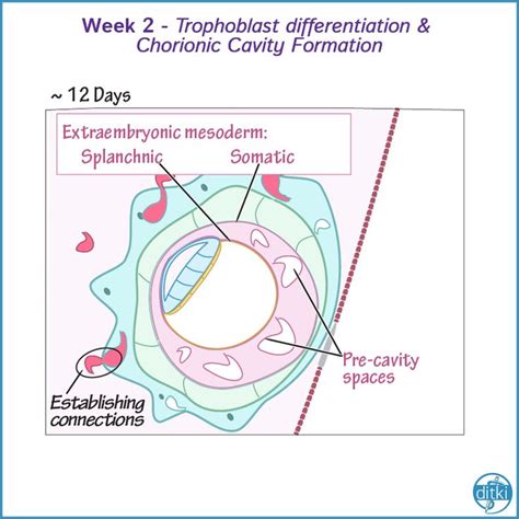 Image result for Placenta Development Stages