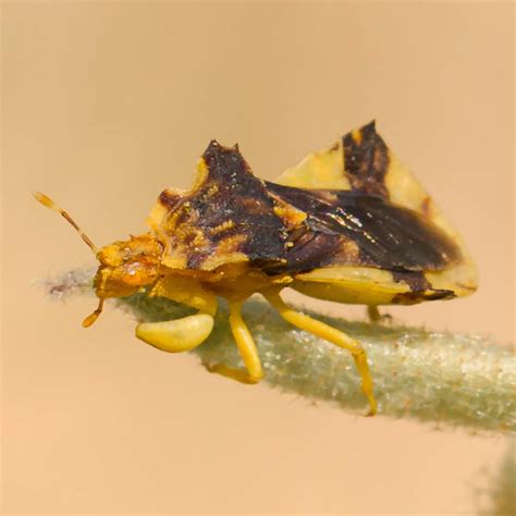 Ambush Bugs & Crab Spiders – Masters of Camouflage | Our Mississippi Home