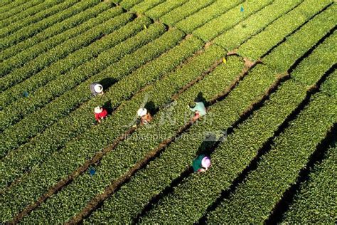 湖北五峰土家茶园 “茶山七仙女”采茶_长江云