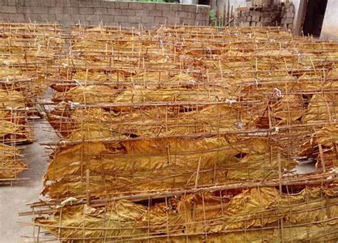 凤凰晒旱烟凤凰晒旱烟多少钱一斤2022已更新今日动态