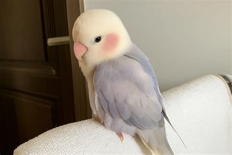 Ai Art Portrait Generator 的图像结果