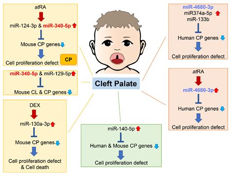 MicroRNAs and Gene Regulatory Networks Related to Cleft Lip and Palate