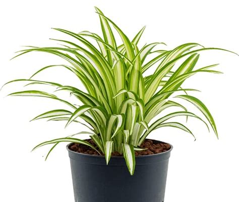 NIJI NURSERY Golden Pandanus Live Indoor Air Purifier (Pack of 1 ...